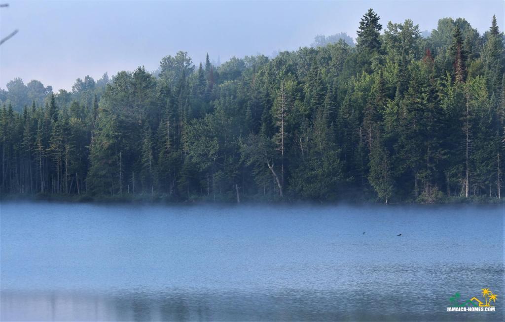 green trees by the river